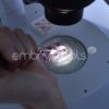 04 - Cryopreservation (Oocytes, Embryos and Blastocysts) and Assisted Hatching - 图片 3