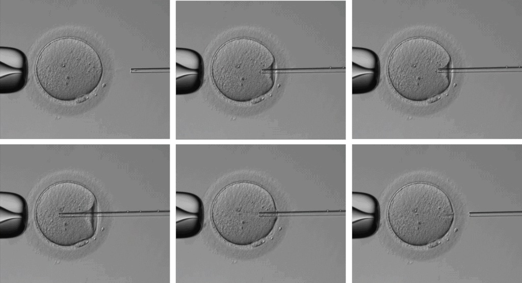 09 - Piezo-actuated intracytoplasmic sperm injection - Embryotools